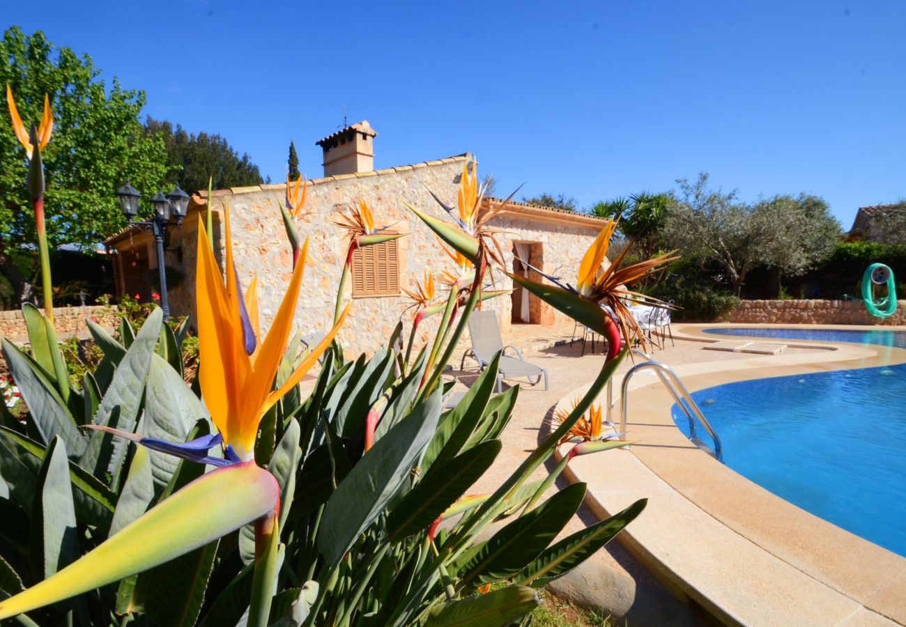 Villa in Inca - V. Can Rovey, pool and gardens in Inca